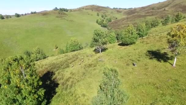 Hirsche Der Natürlichen Umgebung Mit Einer Herde Bergmarals Über Die — Stockvideo