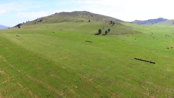 Moviéndose Sobre Campo Donde Heno Fue Cortado Estante Heno Campo — Vídeos de Stock