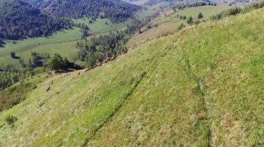 Dağ geyik doğal ortamda. Dağ marals sürüsü ile dağların üzerinden hareket. Altay dağlarının eteklerinde. Yaşadığı dağ ren geyiği ile rezerv.