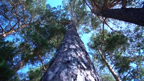 Jehličnatý Les Sazenice Jehličnatých Lesů Zalesňování Kamera Pohybuje Ekologie — Stock video