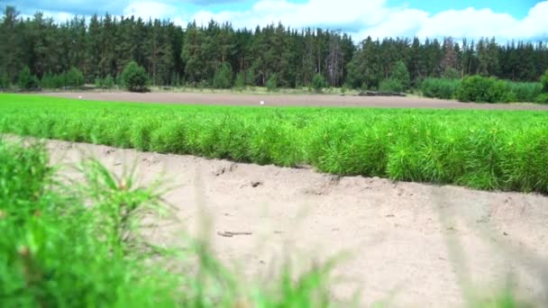 Jehličnatý Les Sazenice Jehličnatých Lesů Zalesňování Kamera Pohybuje Ekologie — Stock video