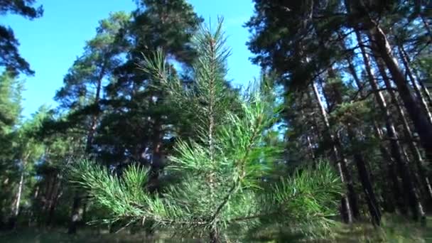 Bosque Coníferas Plántulas Bosque Coníferas Reforestación Cámara Mueve Ecología — Vídeo de stock