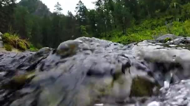 Arroyo Montaña Con Agua Clara Lugares Reserva Altai Agua Cristalina — Vídeos de Stock