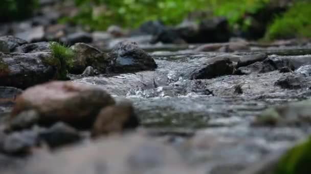 Górski Strumień Czystą Wodą Zarezerwować Miejsca Ałtaju Krystalicznie Czysta Woda — Wideo stockowe