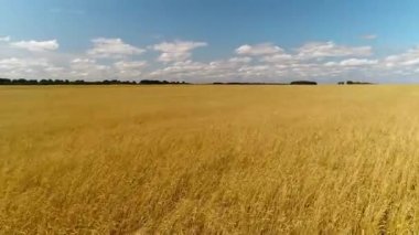 Alan buğday ile havadan anketi. Agro-kültür. Buğday kırpma