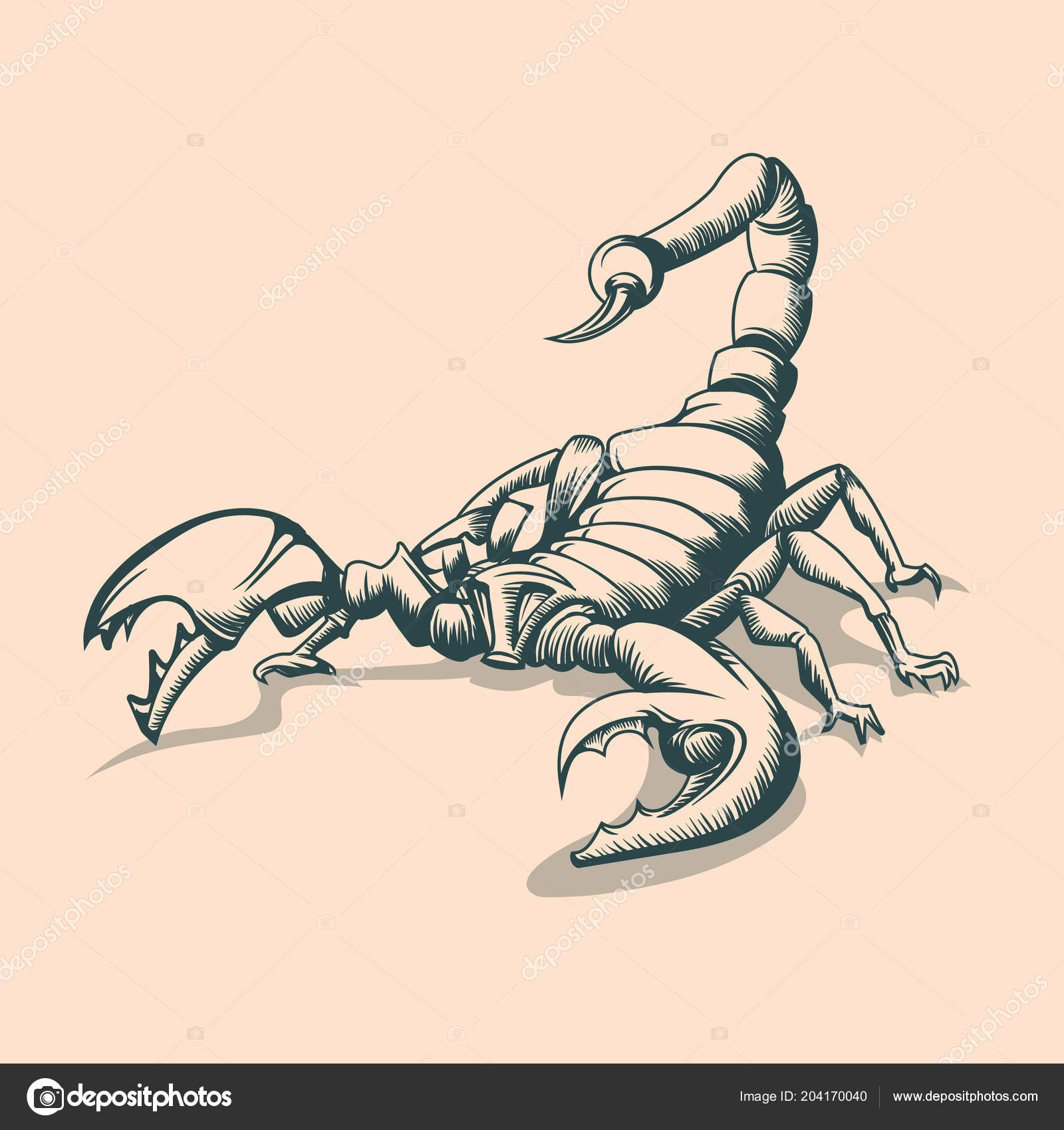 Vintage Scorpion Drawing Tattoo Style Stock Vector Image by ©balanslava  #204170040