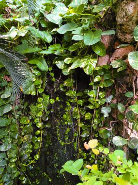 Güzel bir Botanik Bahçesi bitkilerde