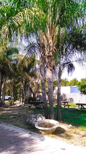 Palm steegje in de buurt van het meer Kinneret. Israël. — Stockfoto