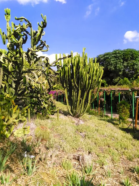 Mooie cactus in een botanische tuin — Stockfoto