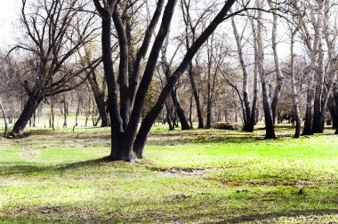 Bahar manzara Şehir Parkı