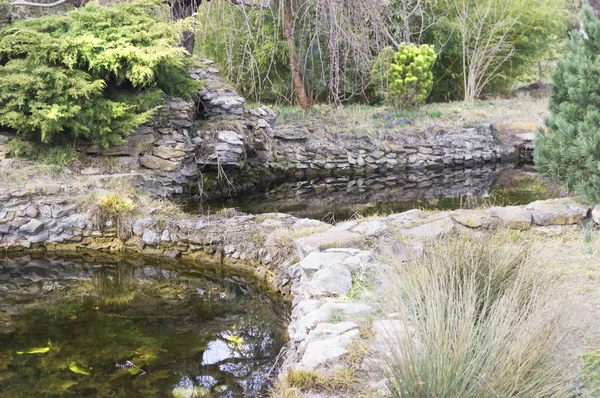 Meertje in de botanische tuin in het vroege voorjaar — Stockfoto