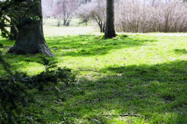 Yeşil glade erken Bahar