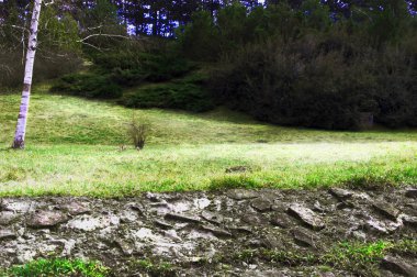 Erken baharda orman Glade