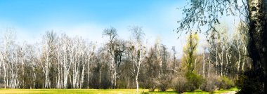 Nisan ayında Panorama Orman Peyzaj