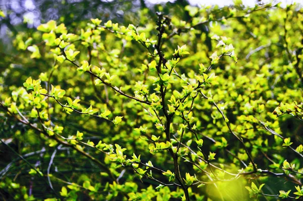 Plants acquire leaves in early spring — Stock Photo, Image