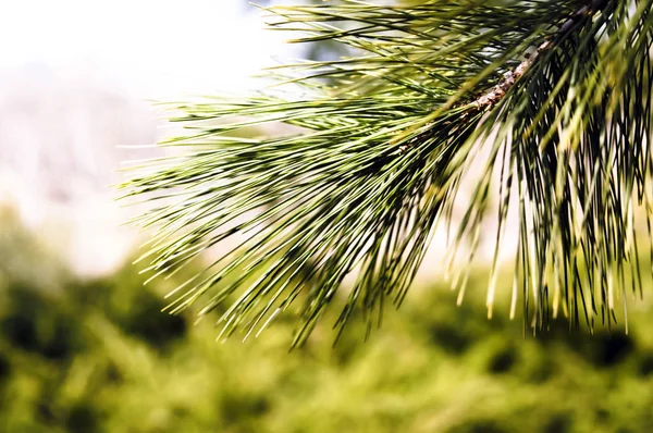 Waldhintergrund mit Nadelbaum davor — Stockfoto