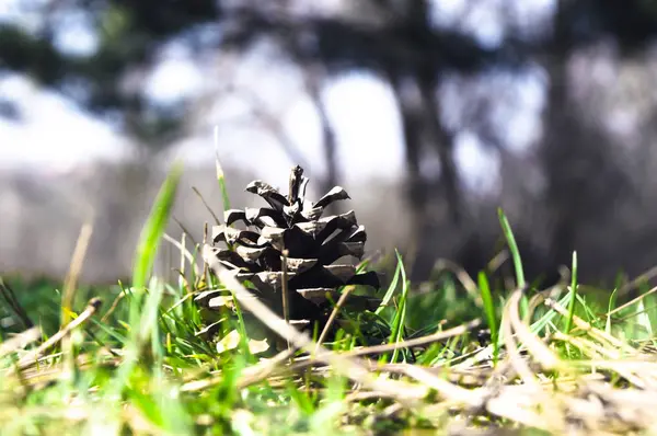 Cône de sapin sur herbe en avril, fond flou — Photo