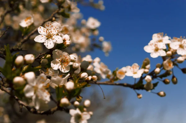 Třešňový květ na jaře a pozadí modré oblohy — Stock fotografie