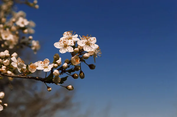 O pomar de cereja floresceu na primavera . — Fotografia de Stock