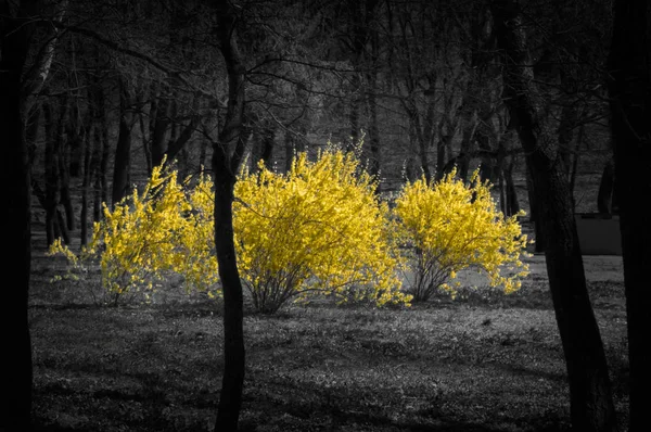 Sárga forsythia a sötét erdőben. — Stock Fotó