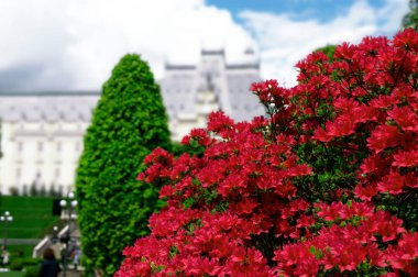 Iasi Gotik saray arka plan karşı baharda Güzel Kırmızı açelya