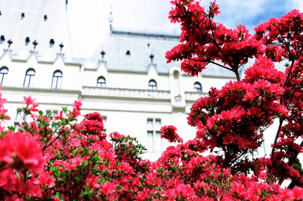 Bush red azaleas on the background of the Gothic Palace in Iasi — Stock Photo, Image