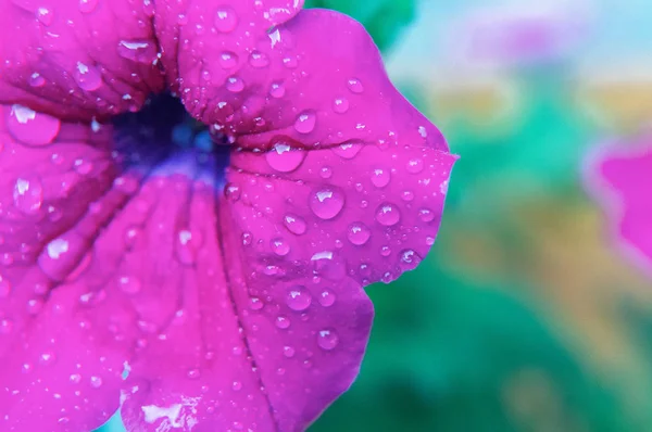 Macro filming of violet Petunias close-up on blurred background. — Stock Photo, Image