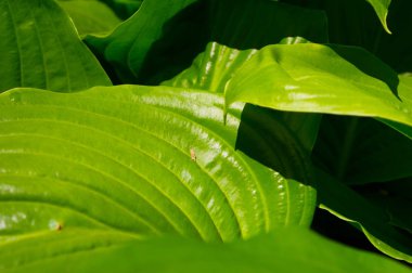 Hosts yakın plan makro çekim bırakır