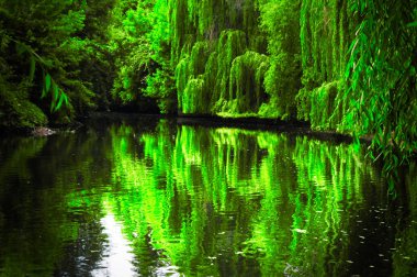 Sudaki ağaçların yansımaları ile yaz gölünün görünümü.