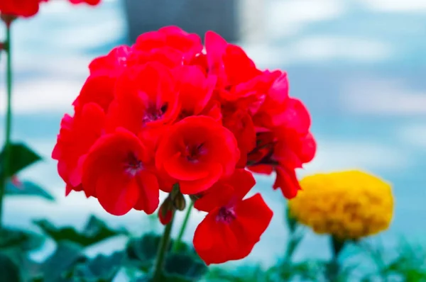 Красиві червоні квіти зроблені на близькій відстані з макро лінзою . — стокове фото