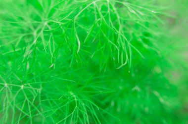 Bahçede dereotu makro çekim