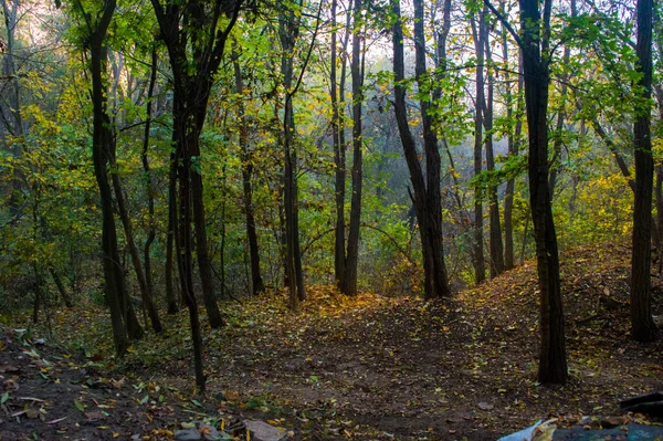 Осень Городском Парке Опавшими Листьями — стоковое фото
