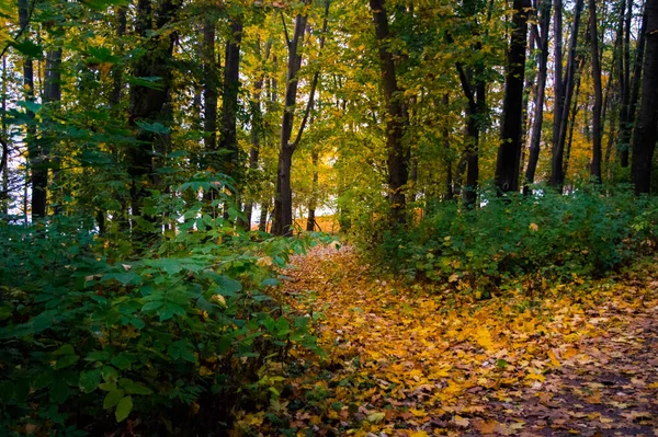 Тропа Парке Осенью Опавшей Листвой — стоковое фото