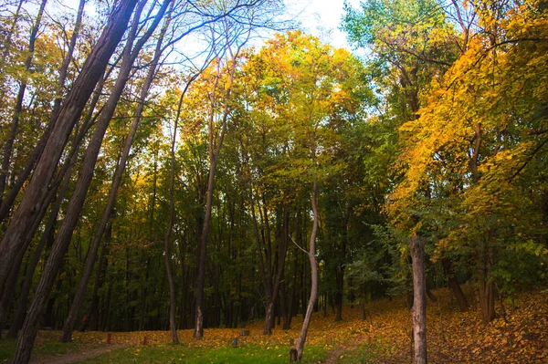 Незабываемая Прекрасная Осень Городском Парке — стоковое фото