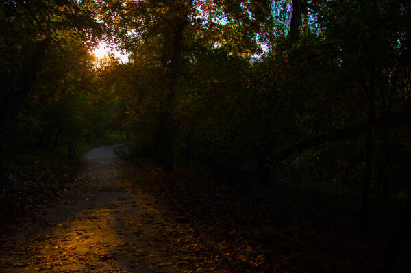 Footpath in a dark autumn forest.