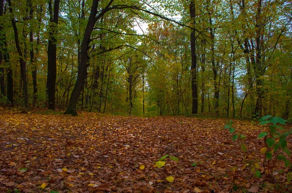 Разбросанные Опавшими Листьями Поздней Осенью Парке — стоковое фото
