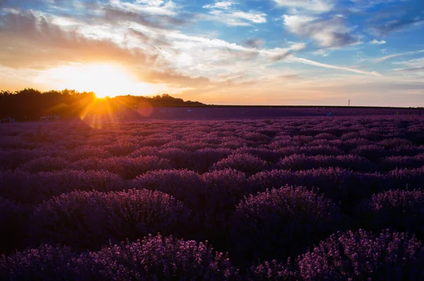 Lavender Field Sunset Unusual Colors — Stock Photo, Image
