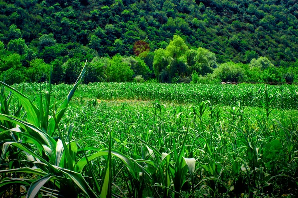 夏天靠近山的绿色玉米地 — 图库照片