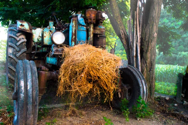 Old tractor near a tree not far from a corn field.