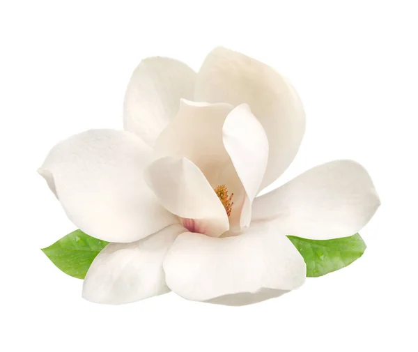 Τρυφερό άσπρο magnolia λουλούδι απομονωμένες — Φωτογραφία Αρχείου