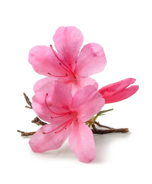 Ledum und rhododendron blühen isoliert — Stockfoto