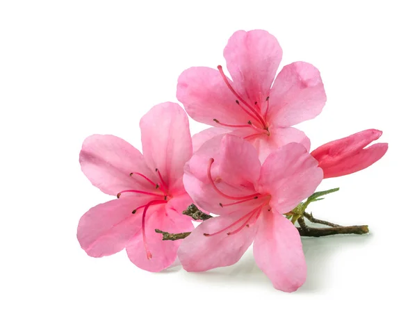 Elszigetelt Ledum és a Rhododendron virágok — Stock Fotó