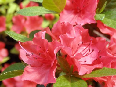 Sıcak-kırmızı parlak ormangülü çiçek