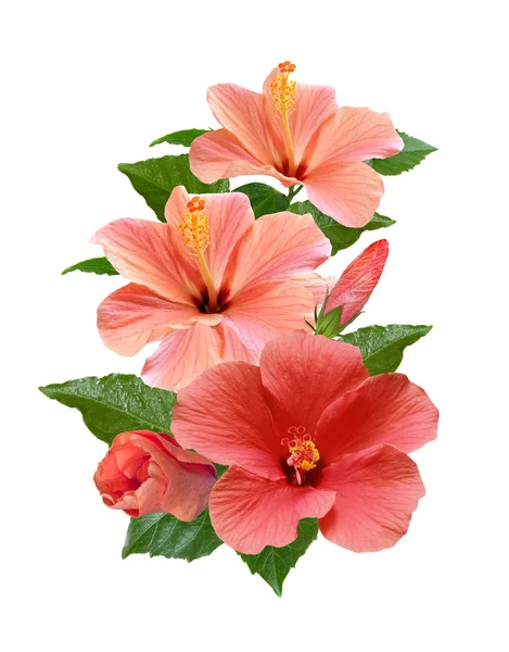 Pink hibiscus flowers isolated and leaves — Stock Photo, Image