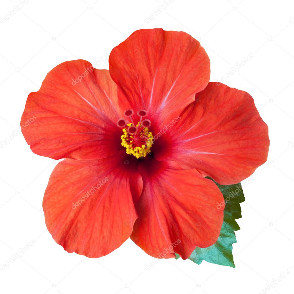 bright red hibiscus flower isolated