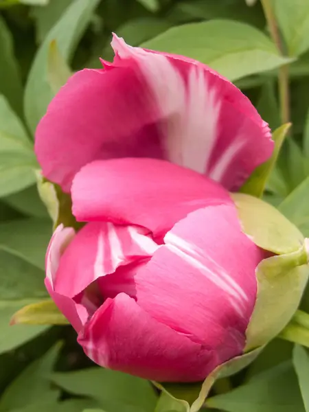 Terry pink peony flower bud — Stock Photo, Image