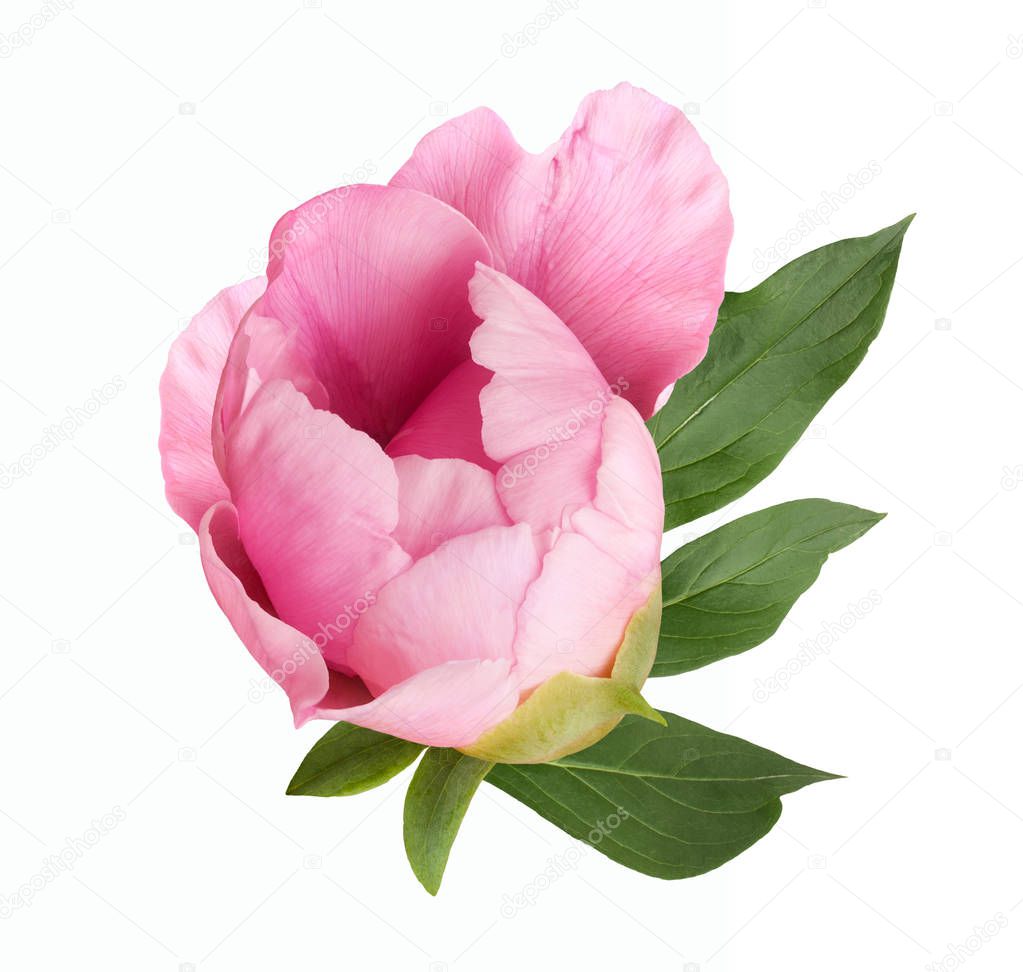terry pink peony flower bud isolated