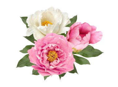 pembe ve beyaz şakayık çiçekleri buketi izole