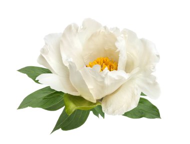 terry Beyaz Şakayık Çiçeği izole