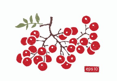 bir kırmızı üvez meyveleri izole Şubesi, vektör